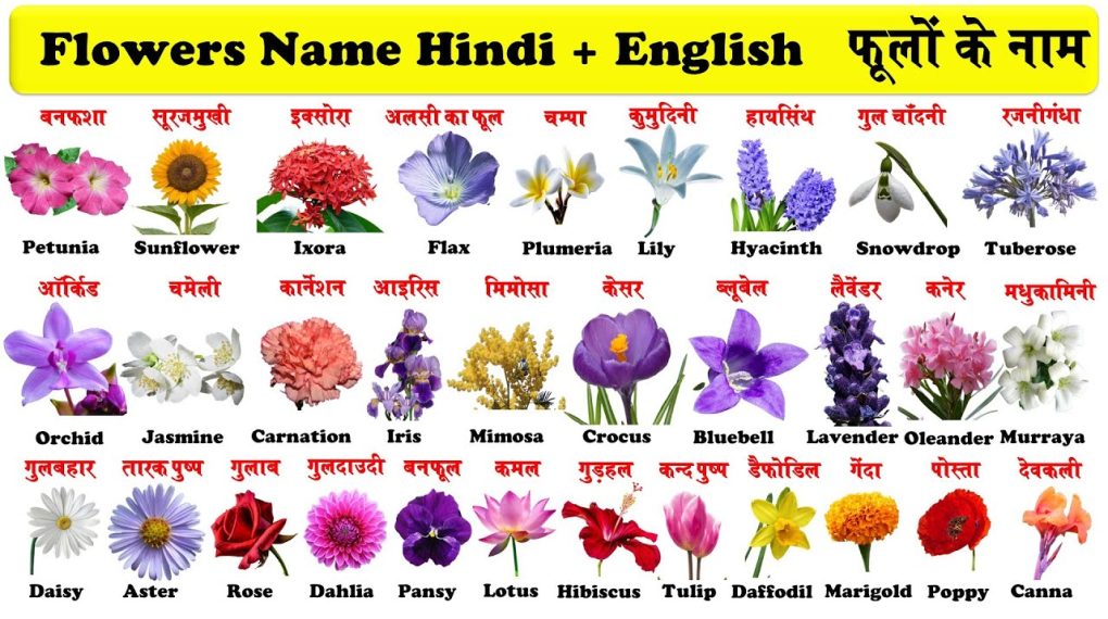 500 Flowers Name in Hindi and English