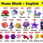 flowers name in hindi and english